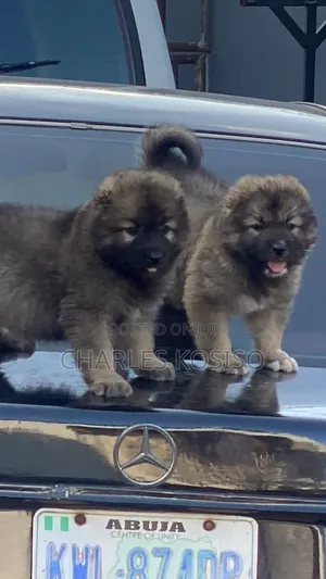 1-3 months Female Purebred Caucasian Shepherd