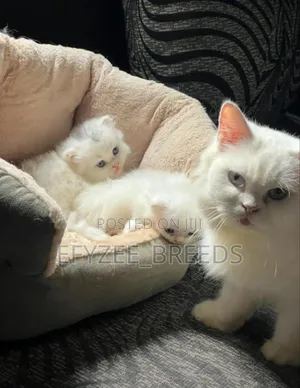 1-3 months Male Purebred Persian