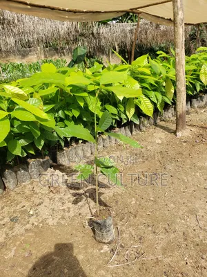Crin Tc Series Cocoa Seedlings