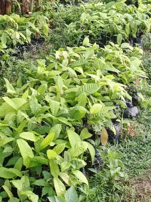 Hybrid Cocoa Seedling