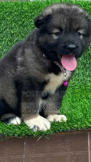 1-3 months Male Purebred Caucasian Shepherd