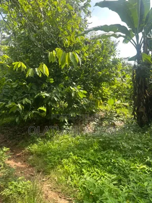 8000acres of Cocoa Trees, Palm Trees Etc