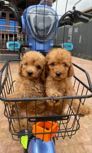 1-3 months Male Purebred Poodle