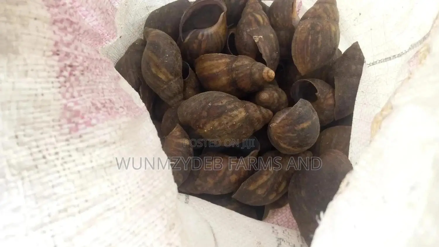 Table Size Snail