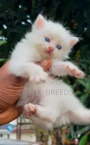1-3 months Male Purebred Persian