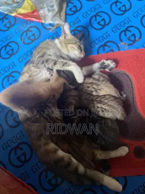 0-1 month Female Purebred American Shorthair