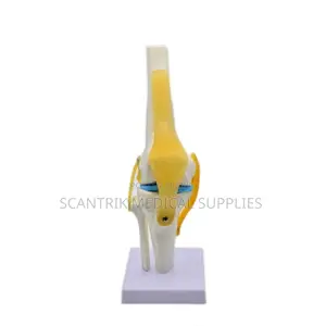 3d Human Elbow Joint Model With Ligaments