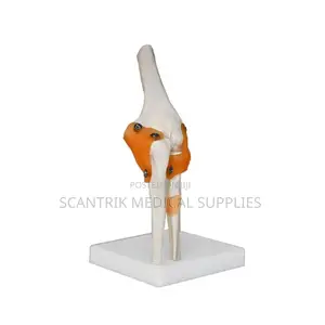 Occupational Therapy Elbow Model With Ligaments