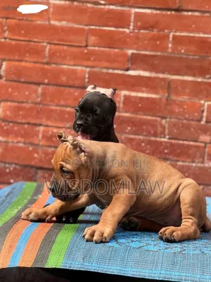 1-3 months Male Purebred Cane Corso