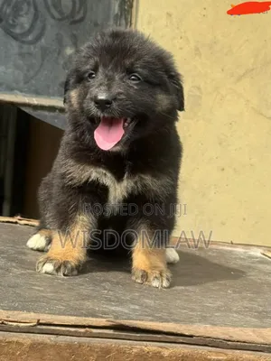 1-3 months Male Purebred German Shepherd