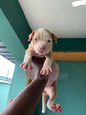 1-3 months Female Purebred American Bully