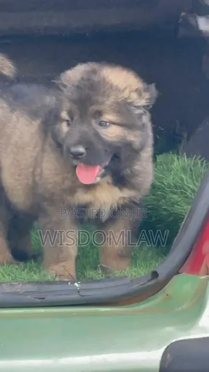 1-3 months Female Purebred Caucasian Shepherd