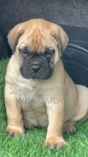 1-3 months Female Purebred Bullmastiff