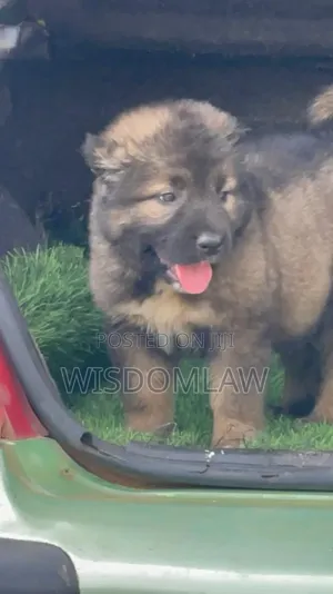 1-3 months Female Purebred Caucasian Shepherd