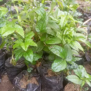 Fluted Pumpkin/Ugu Seedlings