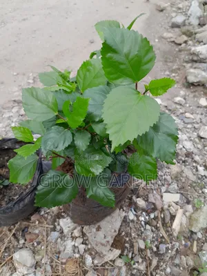 Red Hibiscus Flower Seedlings