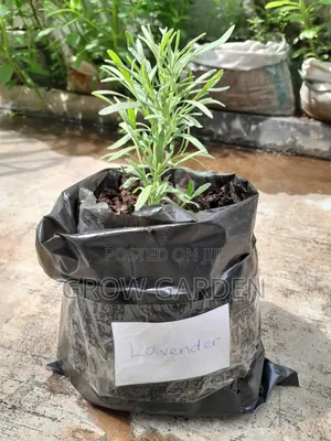 Lavender Seedling