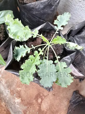 Curly Kale Seedlings