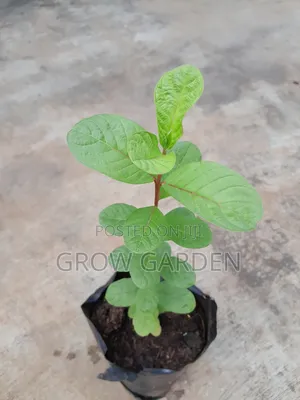 Guava Seedling