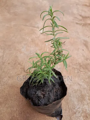 Rosemary Seedlings