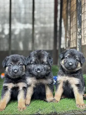 1-3 months Female Purebred German Shepherd