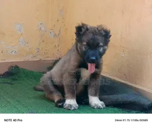 1-3 months Male Purebred Caucasian Shepherd