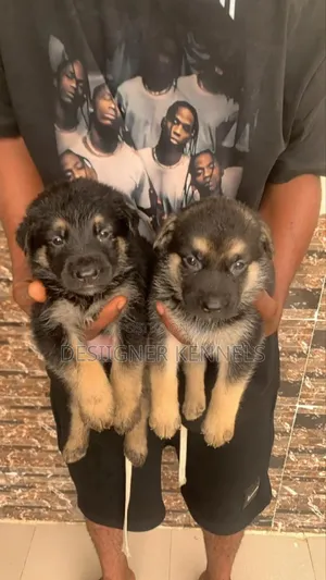 1-3 months Female Purebred German Shepherd