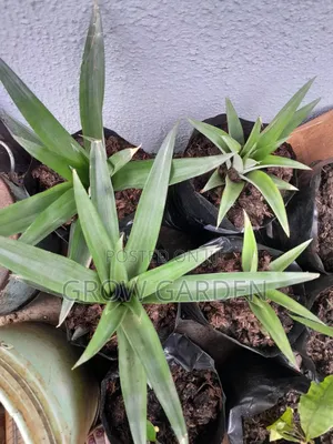 Pineapple Suckers