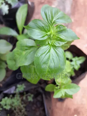 Sweet Basil Seedlings