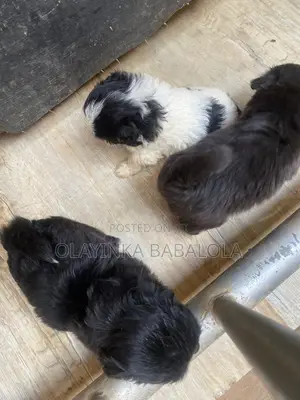 1-3 months Female Purebred Lhasa Apso