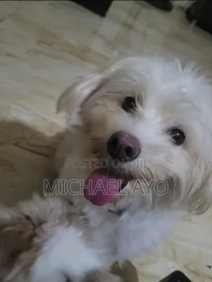 1+ year Female Mixed Breed Lhasa Apso