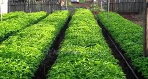 Crin Coffee Seedlings