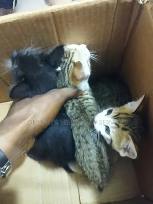 1-3 months Female Purebred Exotic