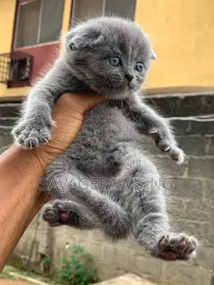 1-3 months Female Purebred British Shorthair