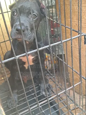 3-6 months Male Purebred Cane Corso