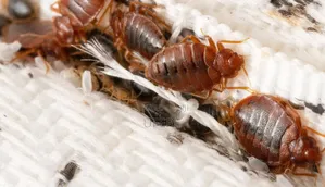 Bedbugs Terminator Expert