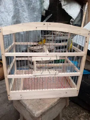 Pair of Male/Female Yellow/Black Mix Canery Bird,Cage + Feed