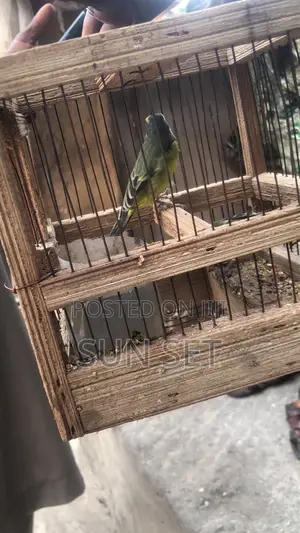 One Yellow/Black Canery Bird With Medium Wooden Cage + Feed