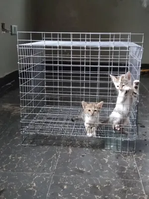 Mini Cat Cage
