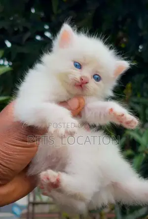 1-3 months Male Purebred Persian