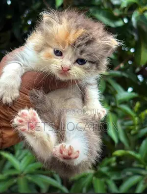 1-3 months Female Purebred Persian
