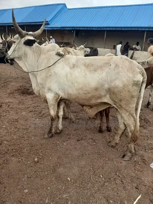 Very Big Cows