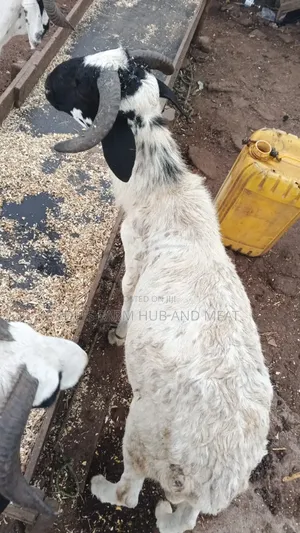 Medium Sized Ram