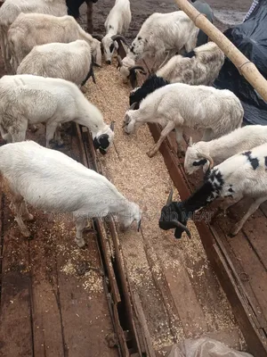 Medium Sized Ram