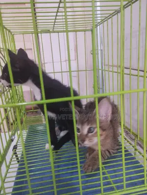 1-3 months Female Mixed Breed Exotic