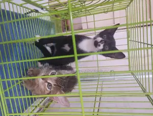 1-3 months Female Mixed Breed Exotic