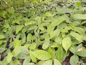 Am Dealing With Oil Palm Seedlings Cocoa Seedlings Cashew