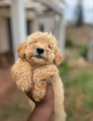 1-3 months Male Purebred Lhasa Apso
