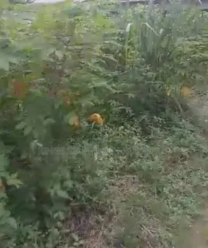3 Plots of Land at Ugbomro,For Sale, Effurun Delta State