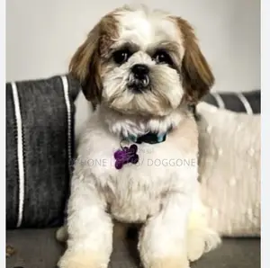 1-3 months Male Purebred Shih Tzu